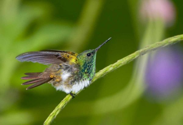 Panama Snowy-bellied hummingbird on limb